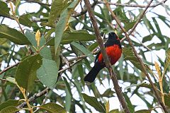 Scarlet-bellied Mountain Tanager